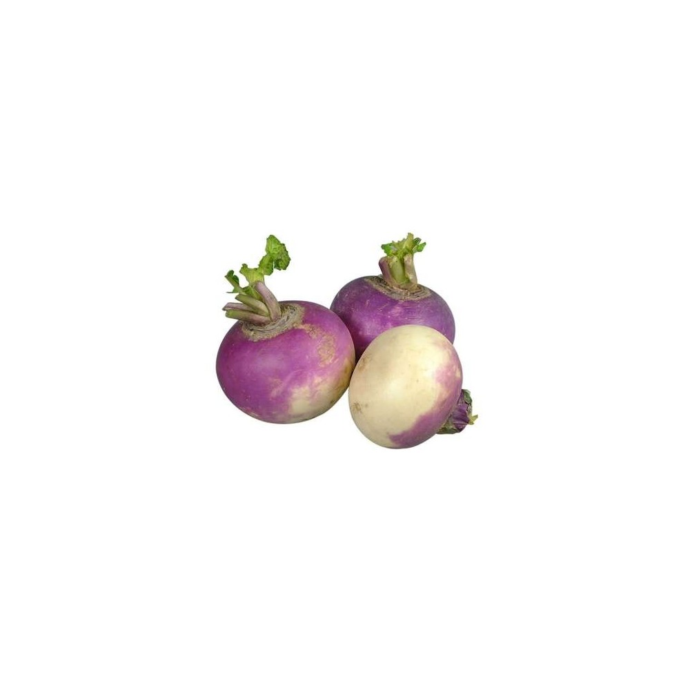 Navet violet des Hauts-de-France, France