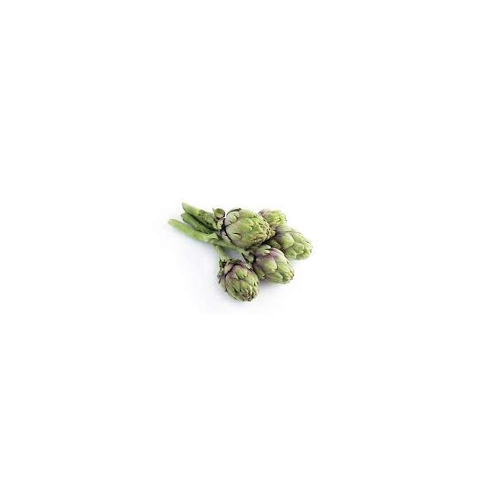 Artichaut poivrade botte BIO du Finistère nord - direct producteur (petit calibre), France