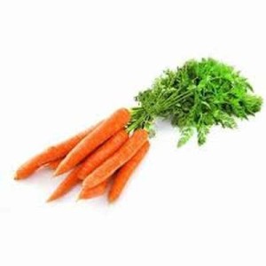 Carottes en botte du Loiret, France
