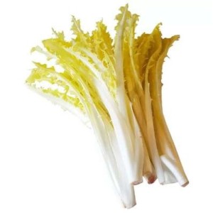 Salade chicorée "Barbucine" des Hauts-de-France, France
