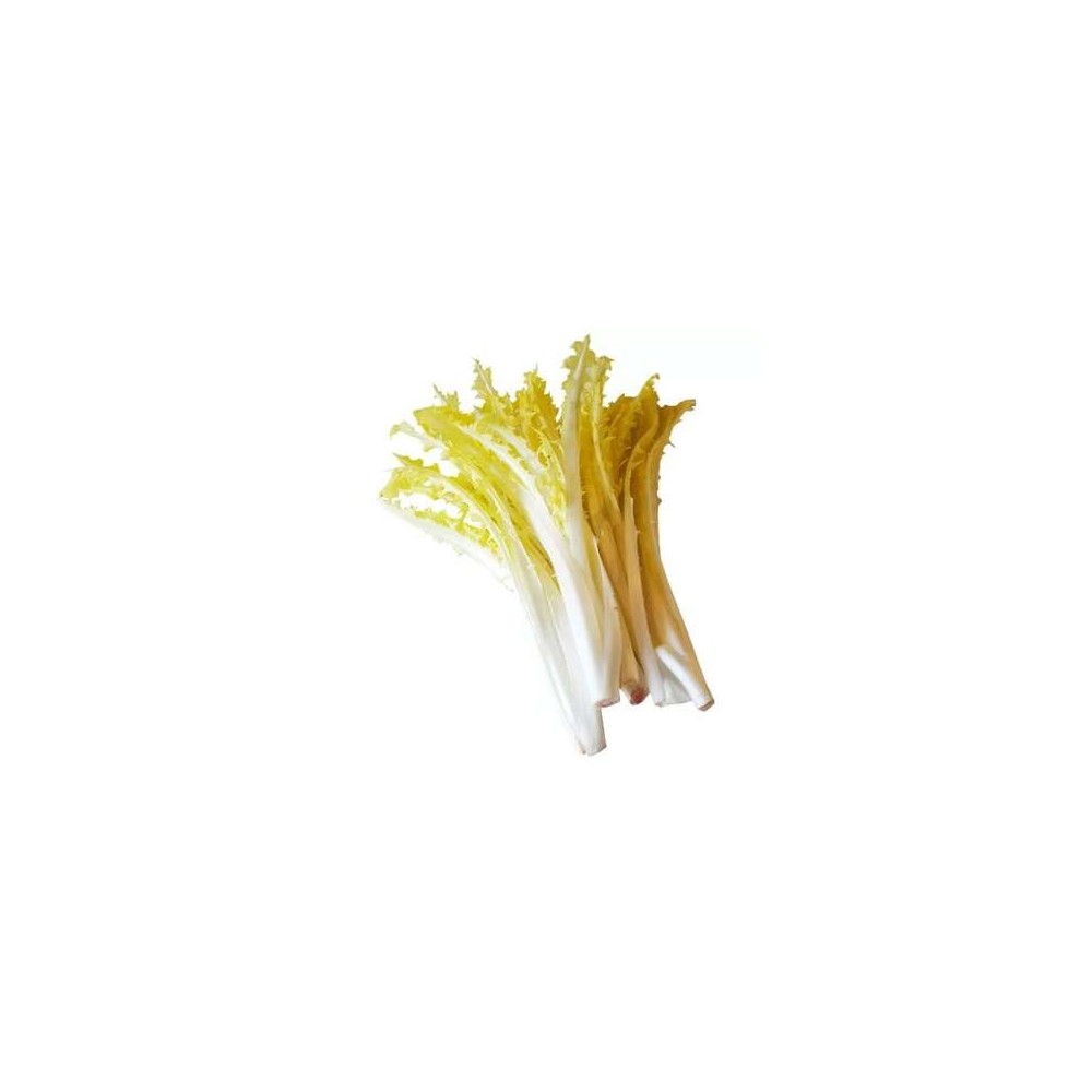 Salade chicorée "Barbucine" des Hauts-de-France, France