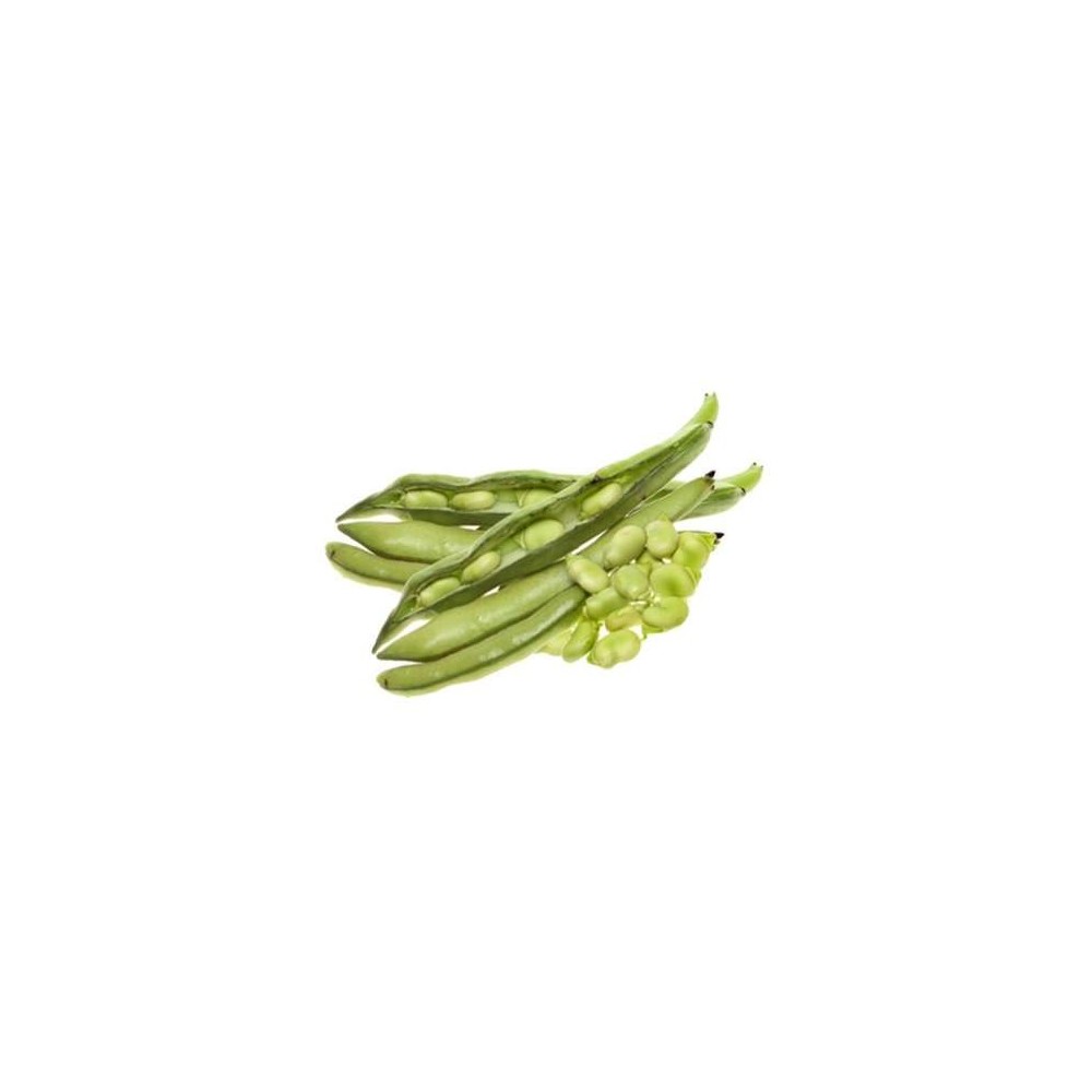 Fèves fraîches de Provence - direct producteur (barquette de 500 g), France
