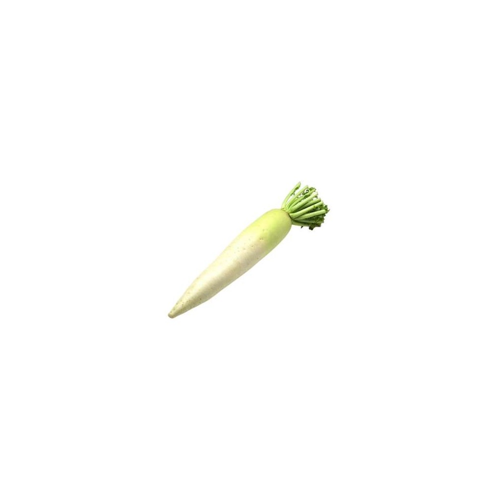 Radis long blanc Daïkon ou rétich (gros calibre) (calibre moyen), Italie