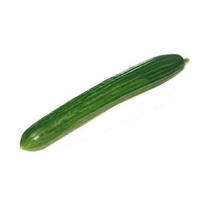 Concombre long lisse BIO du Finistère nord - Direct producteur (calibre moyen), France