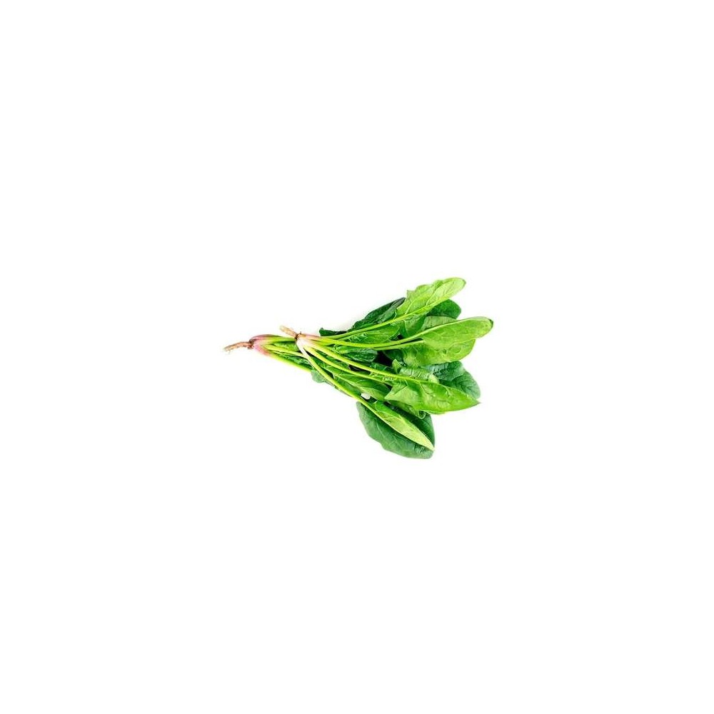 Kangkong ou "Epinard Chinois", Espagne