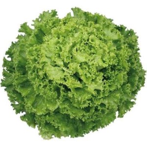 Salade frisée Extra HVE, Espagne