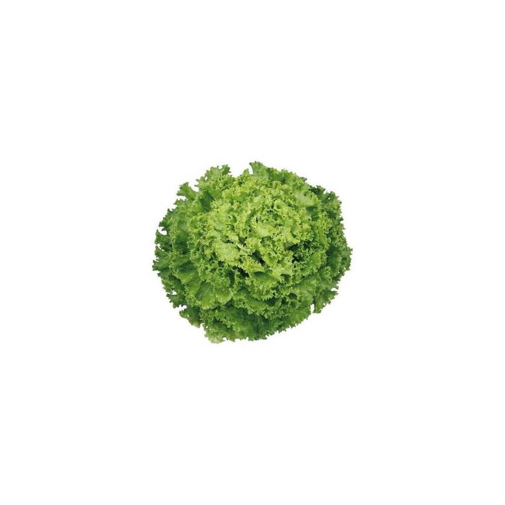 Salade frisée Extra HVE, Espagne