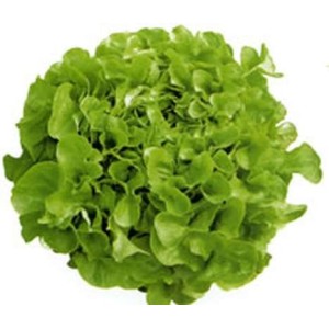 Salade feuille de chêne BIO du Finistère nord - Direct producteur, France