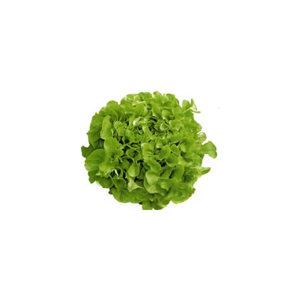Salade feuille de chêne BIO du Finistère nord - Direct producteur, France