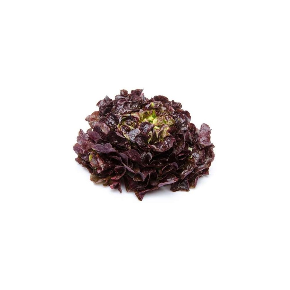 Salade feuille de chêne rouge BIO du Finistère nord - Direct producteur, France