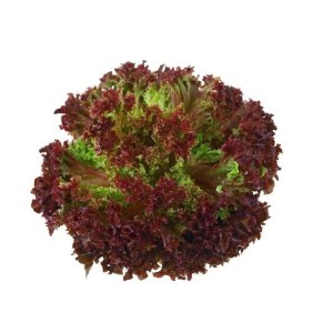 Salade lollo Rossa, France