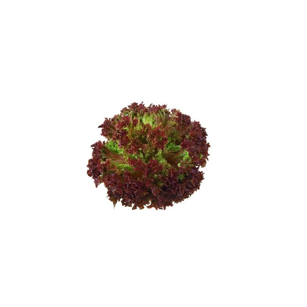 Salade lollo Rossa, France