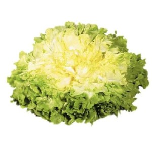 Salade scarole extra HVE, France