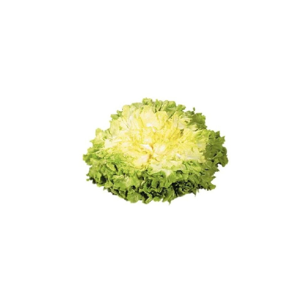 Salade scarole extra HVE, France