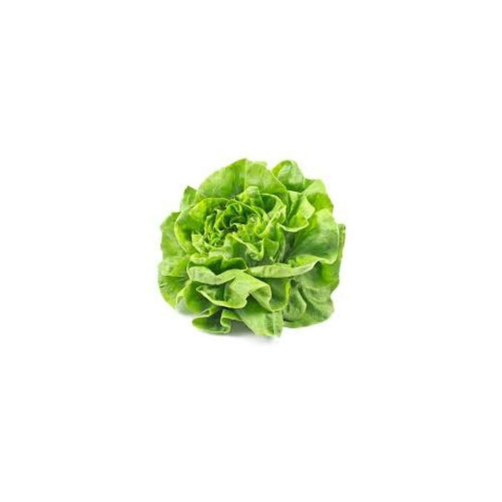 Salade laitue blonde HVE, France