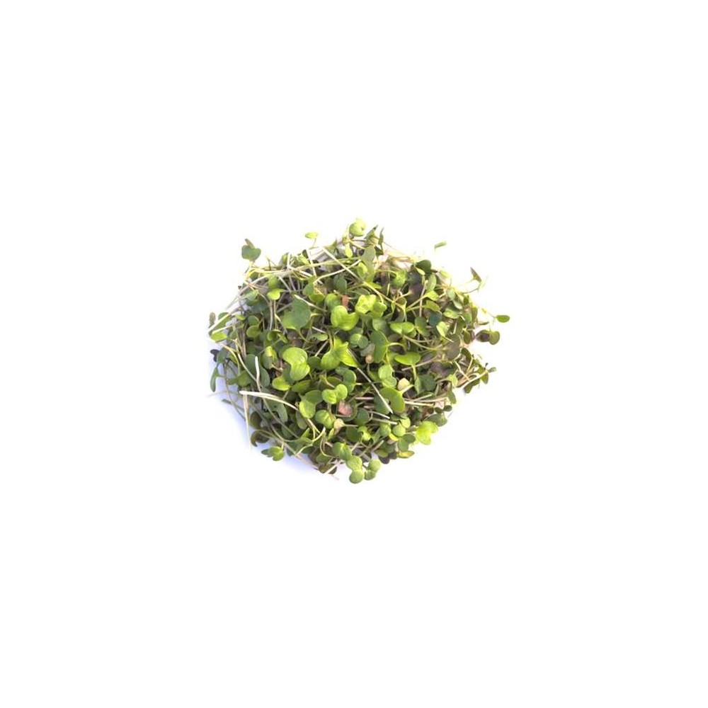 Micro-pousses de moutarde, Ile-de-France, Paysan Urbain (20 g), France