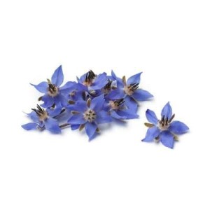 Fleurs comestibles "bourrache bleue" (30 fleurs), France