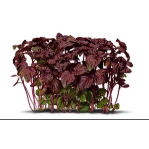 Koppert Cress
Pousse de shiso rouge - Koppert Cress, Pays-bas