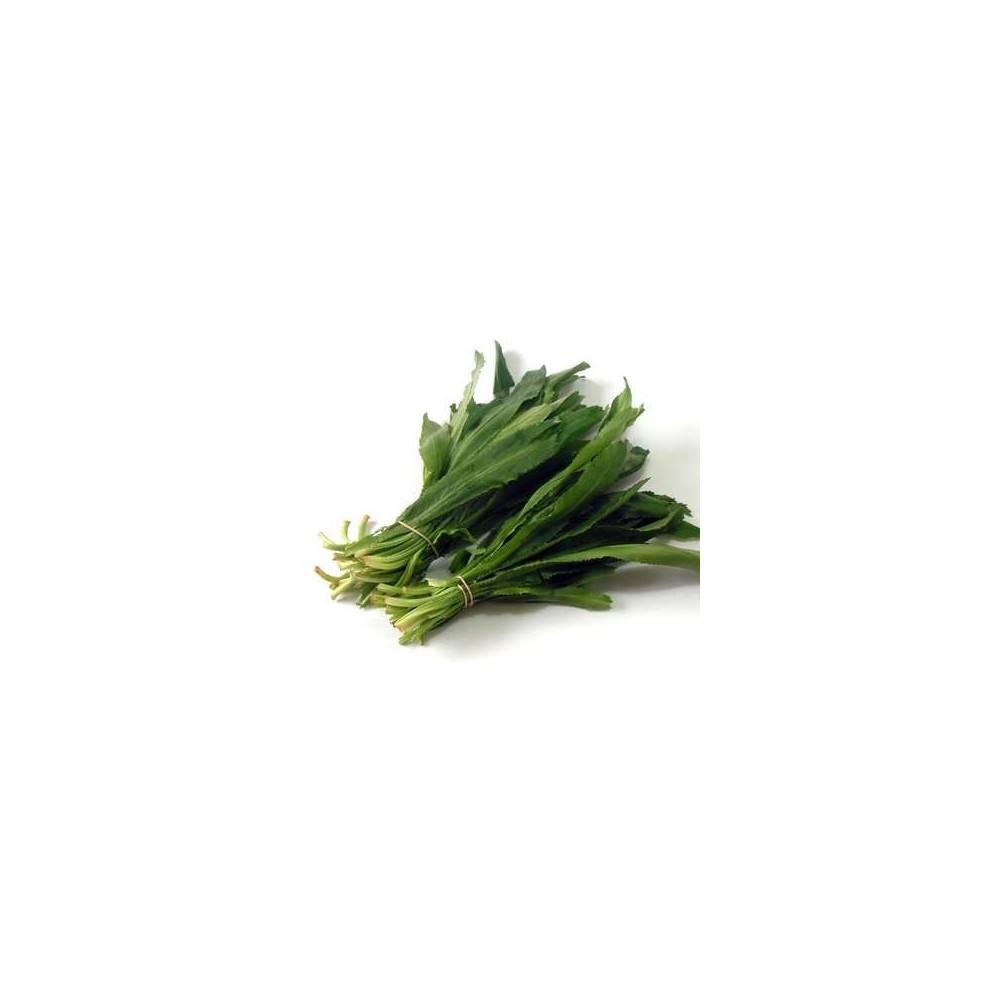 Coriandre longue - Ngo gai - Panicaut fétide (sachet de 100 g), Cambodge