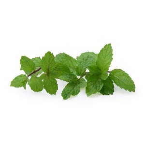 Menthe botte, Espagne