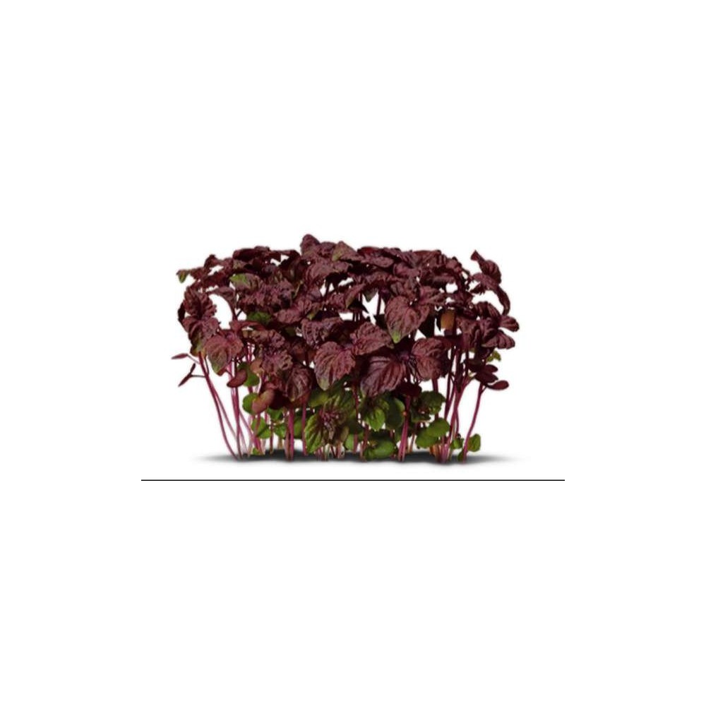 Koppert Cress
Pousse de shiso rouge - Koppert Cress, Pays-bas