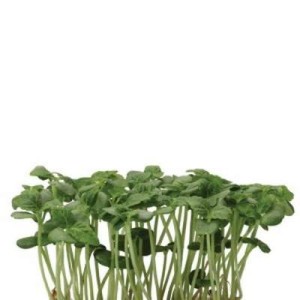Pousse de shiso vert - Koppert Cress, Pays-Bas