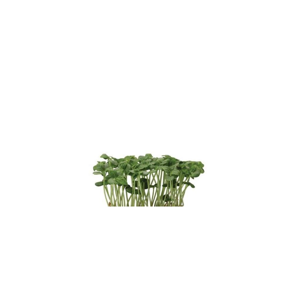 Pousse de shiso vert - Koppert Cress, Pays-Bas