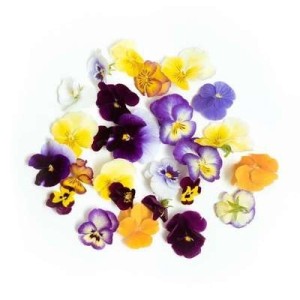 Fleurs comestibles "pensée viola" panachées de Seine-et-Marne (30 fleurs), France