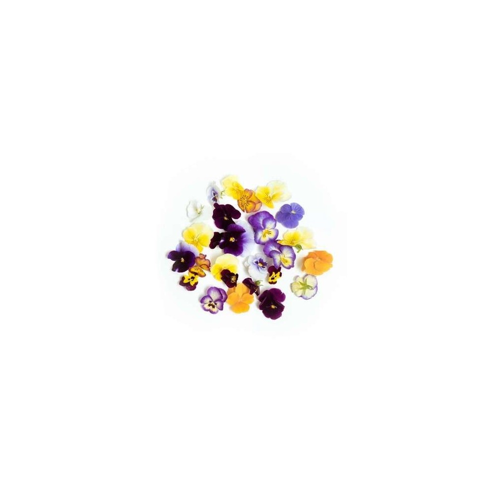 Fleurs comestibles "pensée viola" panachées de Seine-et-Marne (30 fleurs), France