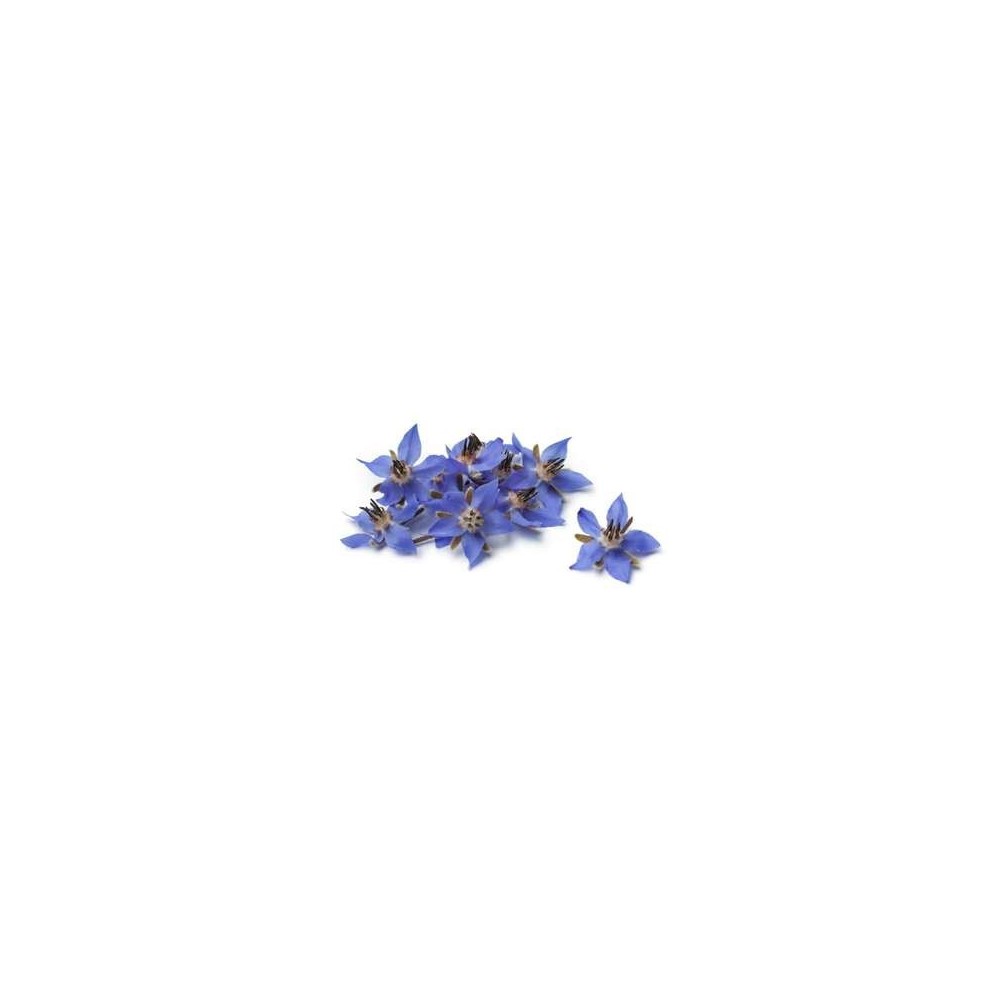 Fleurs comestibles "bourrache bleue" (30 fleurs), France