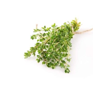 Thym citron botte, Maroc