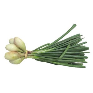 Echalote nouvelle en botte BIO du Finistère nord - Direct producteur, France