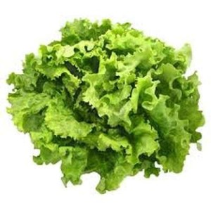 Salade batavia BIO du Finistère nord - Direct producteur, France