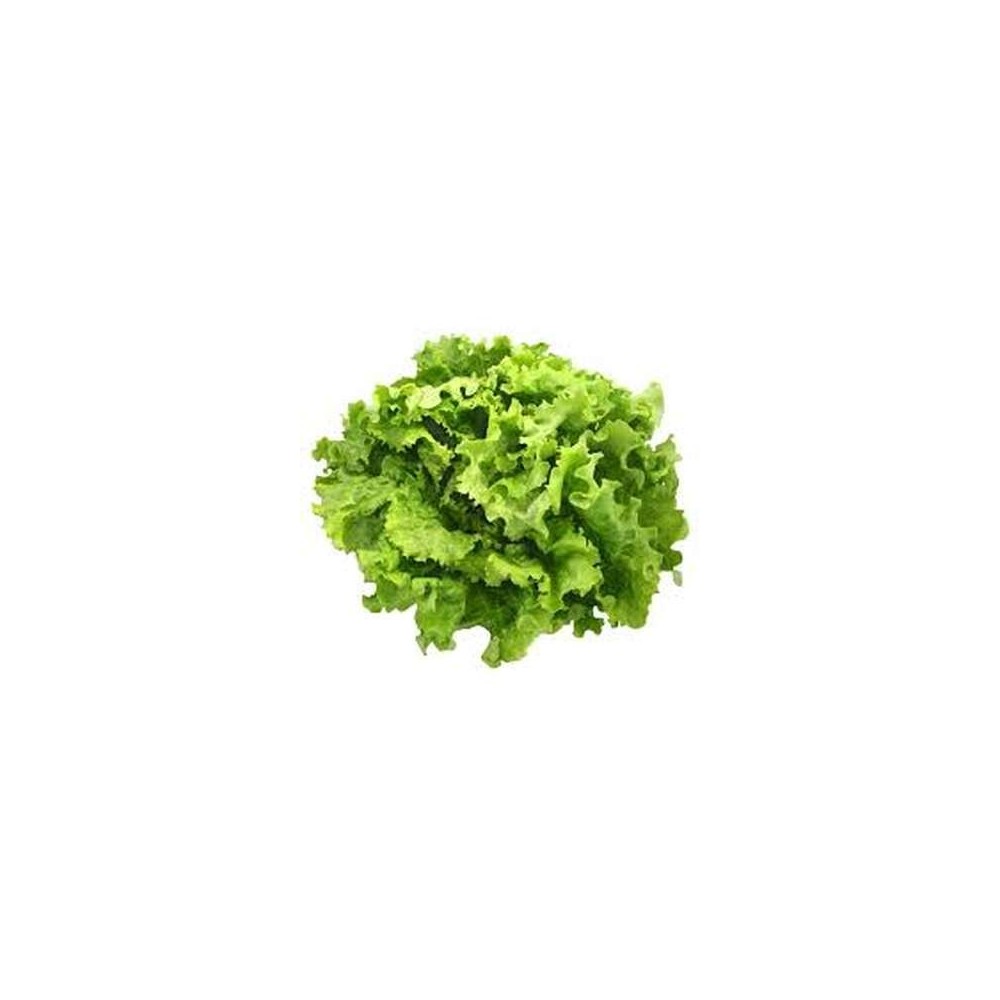 Salade batavia BIO du Finistère nord - Direct producteur, France
