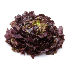 Salade feuille de chêne rouge BIO du Finistère nord - Direct producteur, France