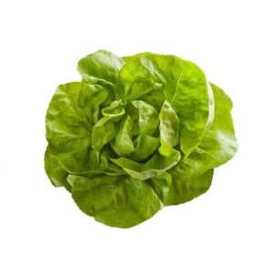 Salade laitue BIO, France