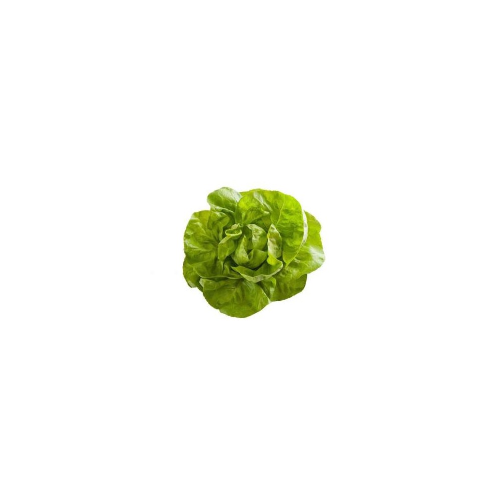 Salade laitue BIO, France