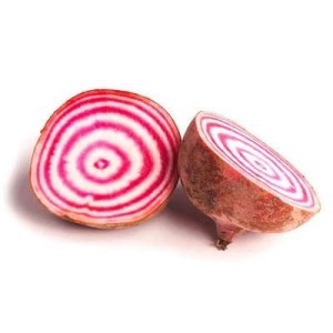 Betterave Chioggia BIO du Finistère Nord - Direct producteur, France
