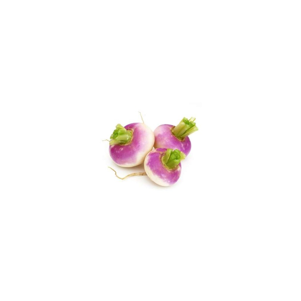 Navet violet nouveau BIO du Finistère nord - direct producteur, France