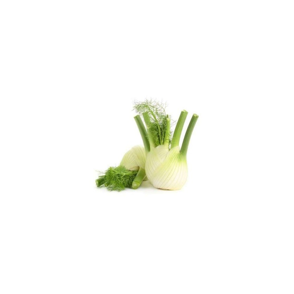 Fenouil BIO du Finistère nord - direct producteur (300 à 500 g) (calibre moyen), France