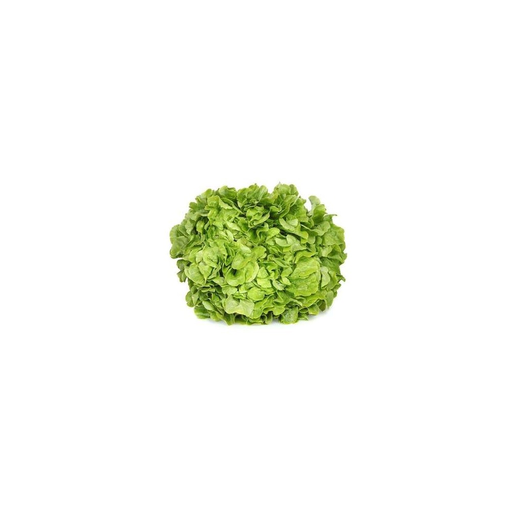 SUPER PRIX Salade feuille de chêne blonde HVE du Loiret, France