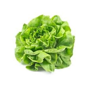 Salade laitue blonde HVE, France