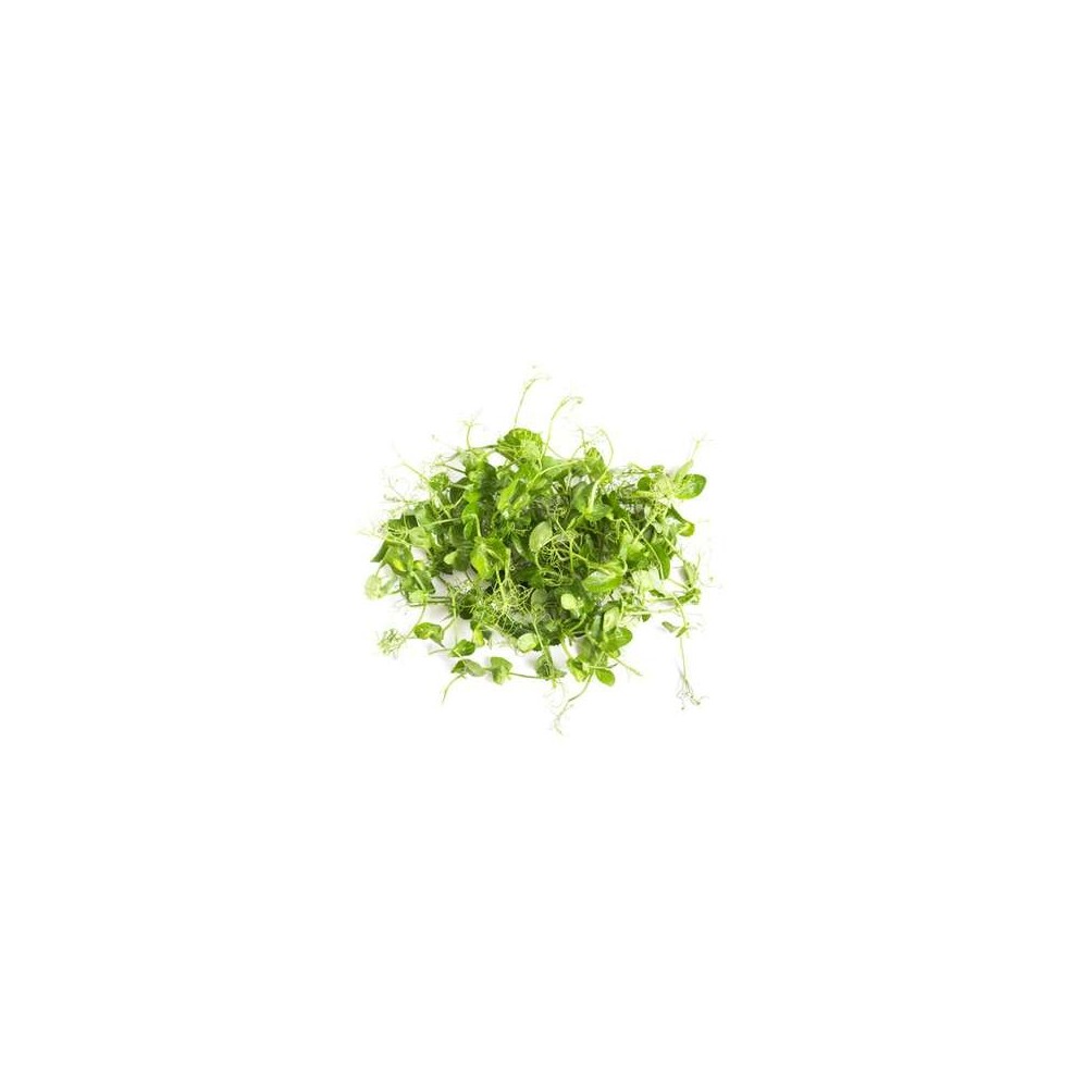 Micro-pousses coriandre, Ile-de-France, Paysan Urbain (18 g), France