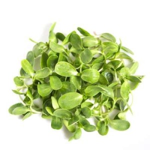 Micro-pousses de tournesol, Ile-de-France, Paysan Urbain (20 g)