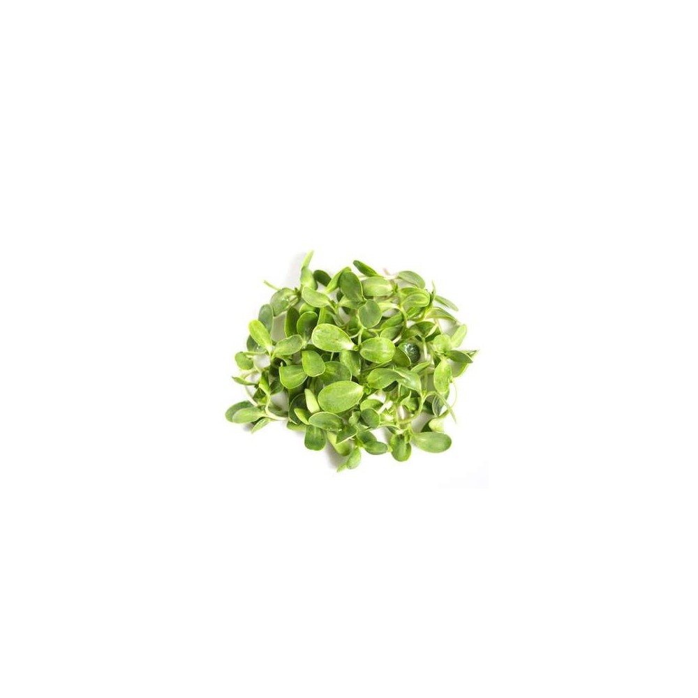 Micro-pousses de tournesol, Ile-de-France, Paysan Urbain (20 g)