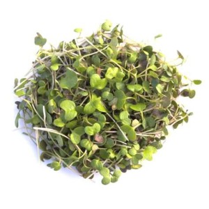 Micro-pousses de moutarde, Ile-de-France, Paysan Urbain (20 g), France