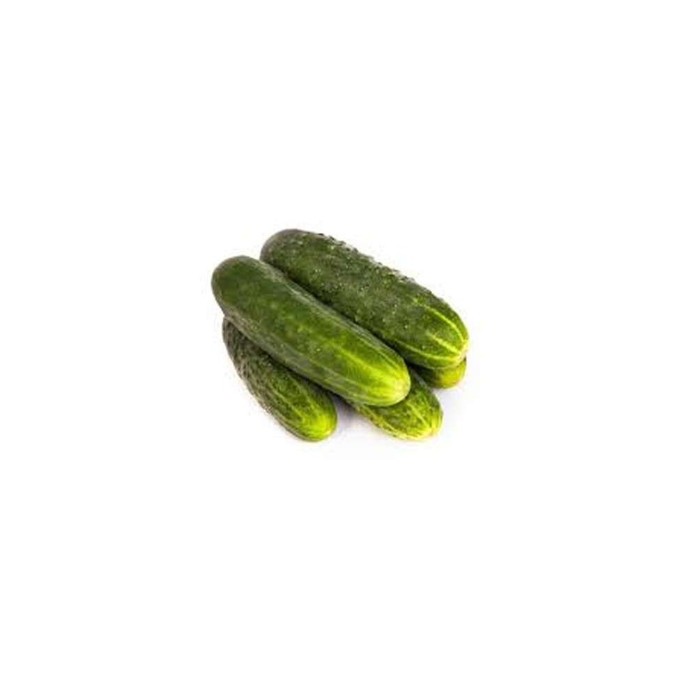 Cornichons frais BIO du Finistère Nord - Direct producteur (gros calibre), France