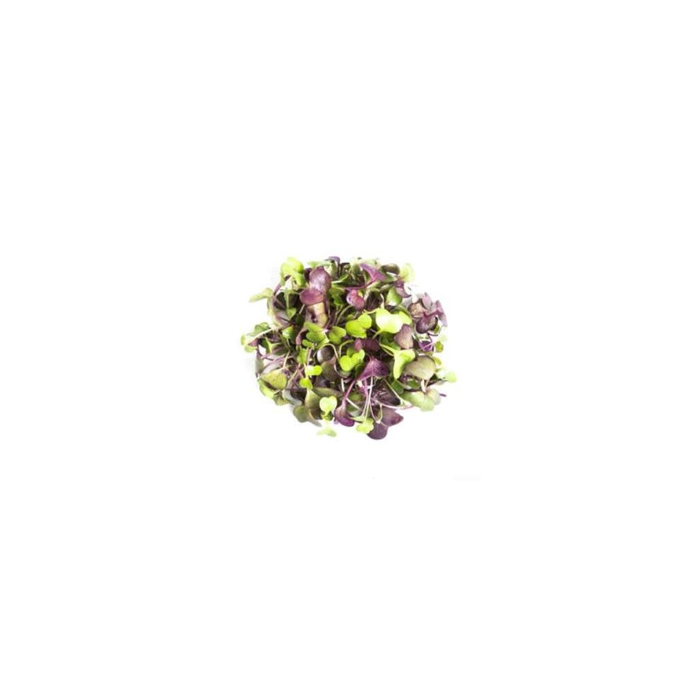 Micro-pousses folie de radis, Ile-de-France, Paysan Urbain (20 g), France
